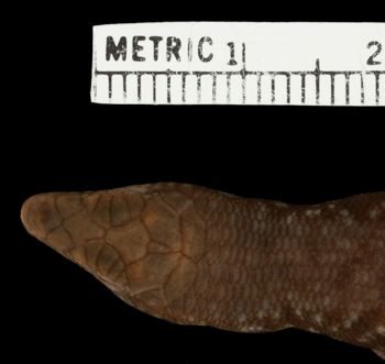 Media type: image;   Herpetology R-15078 Aspect: head dorsal